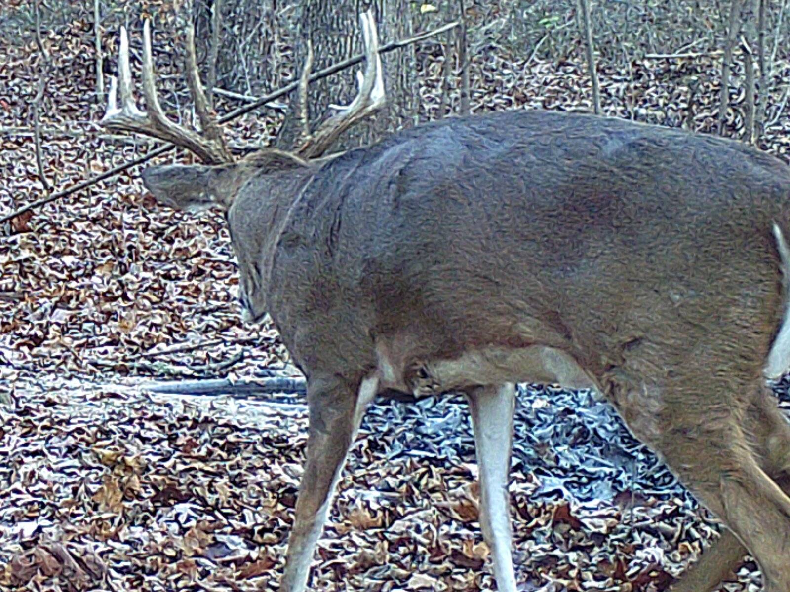 Arrow Stuck in Deer No Blood