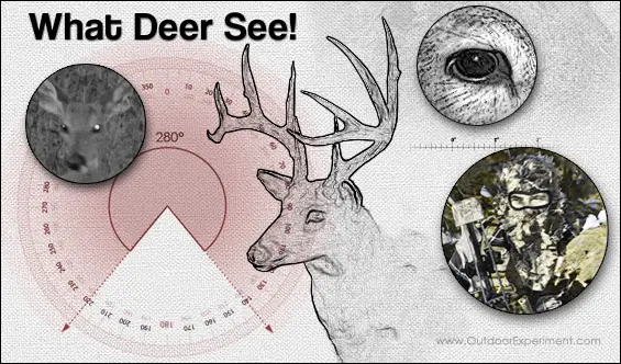 Can Deer See Infrared Light