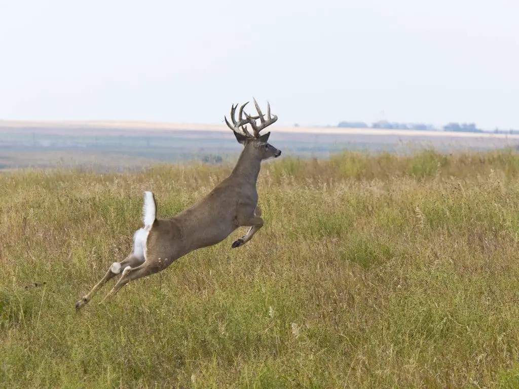 Can You Hunt Deer With a 410 Shotgun