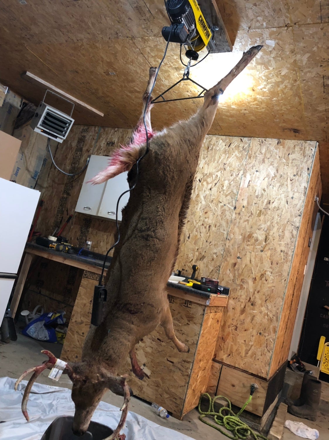 Deer Hanging in Garage