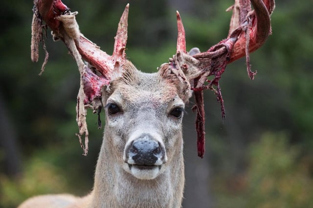 Deer Shedding Velvet Painful