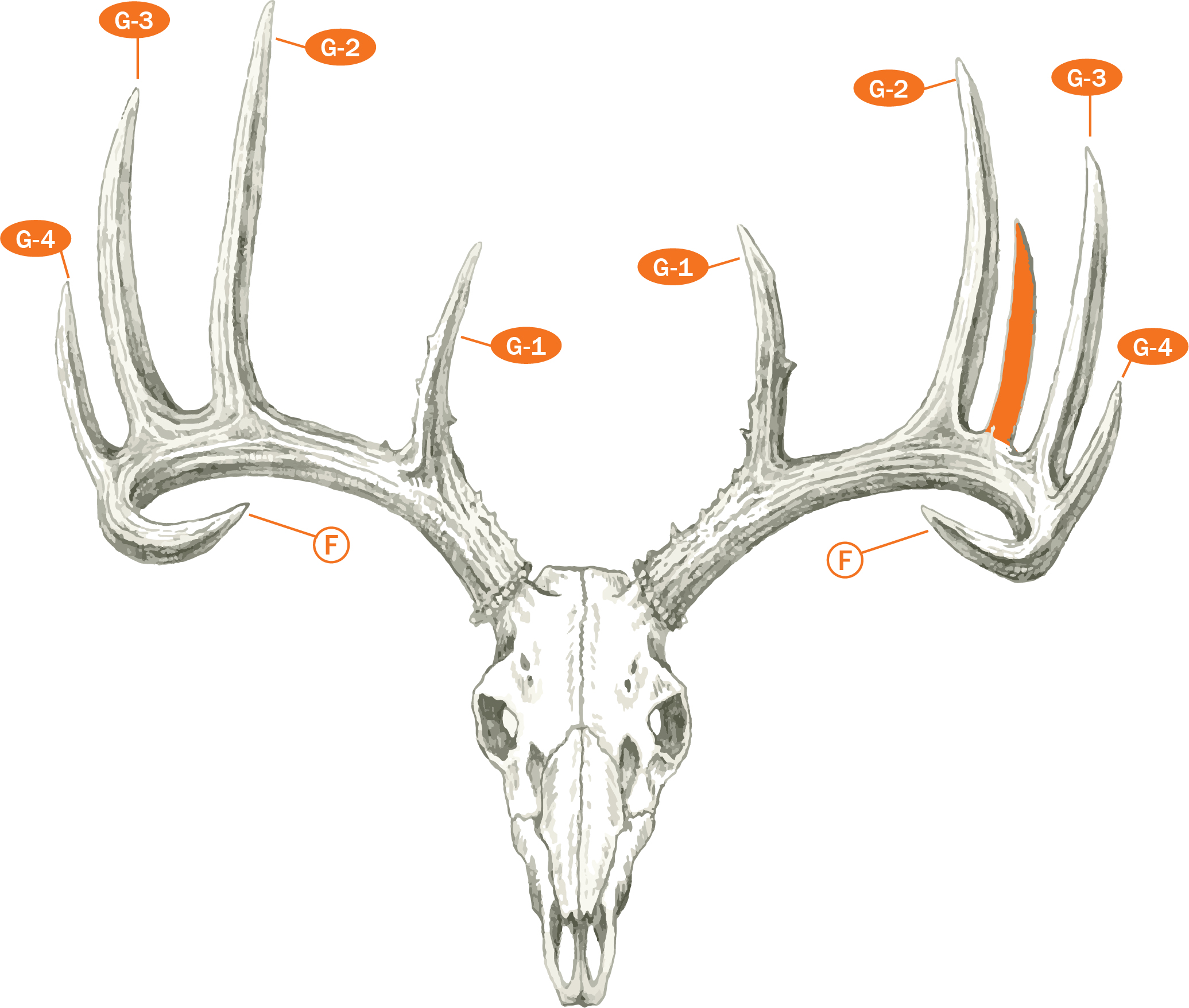 Do Brow Tines Count As Points