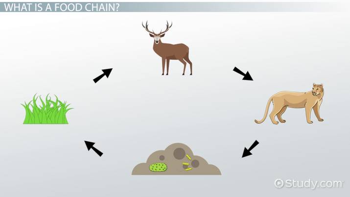 Food Chain for Deer