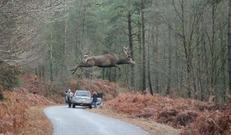 How High Can Elk Jump