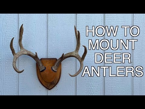 How to Mount Deer Antlers Without Skull