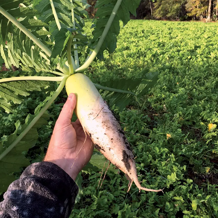 Radishes Vs Turnips for Deer