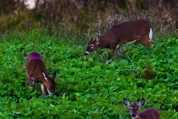 Sugar Beets Vs Turnips for Deer