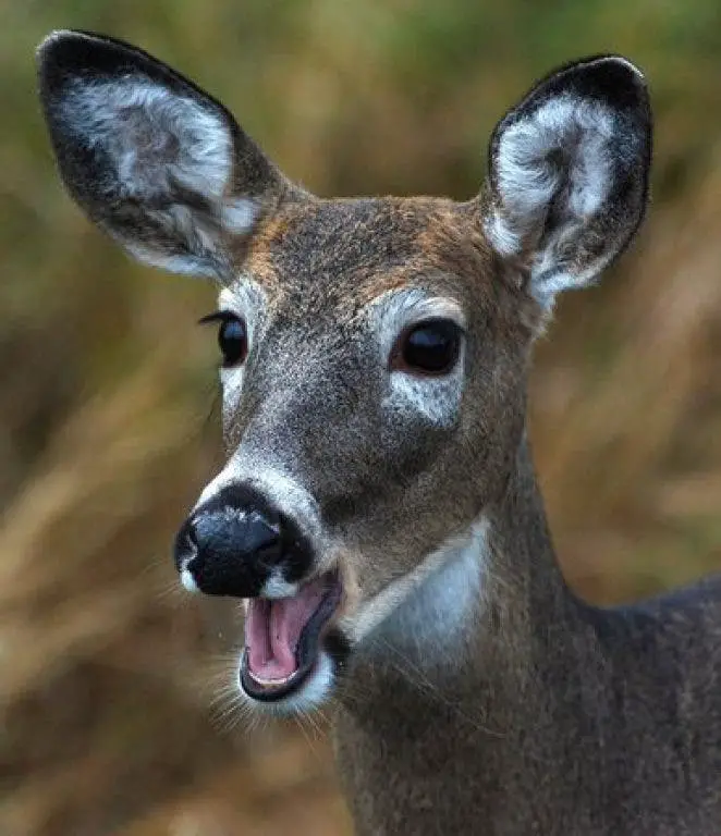 What to Do If You Encounter a Deer While Walking