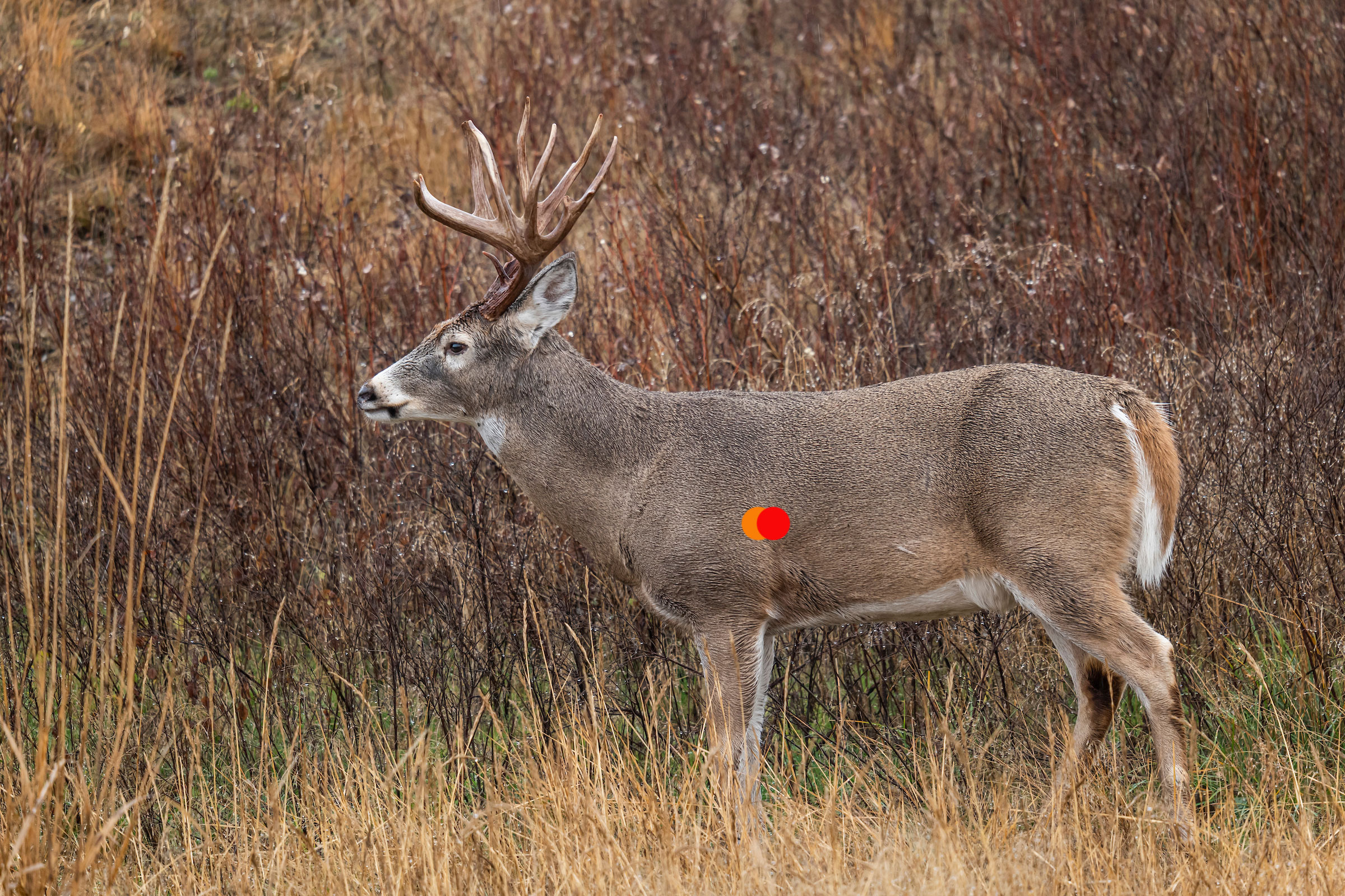 Where to Shoot a Deer With a 223