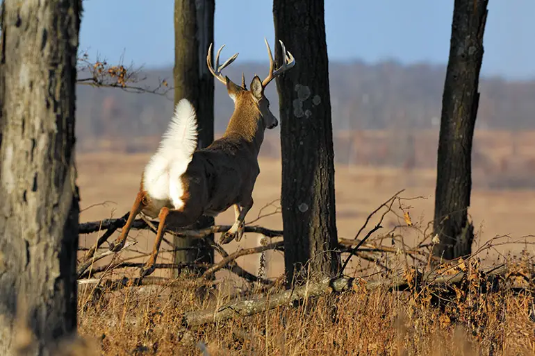 Will Deer Come Back After Being Spooked