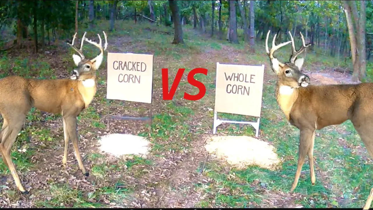 Will Deer Eat Cracked Corn