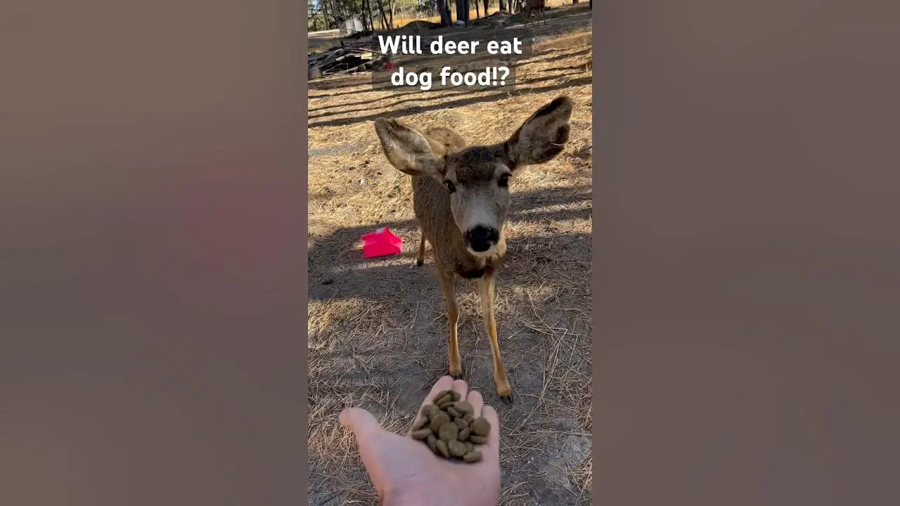 Will Deer Eat Dog Food